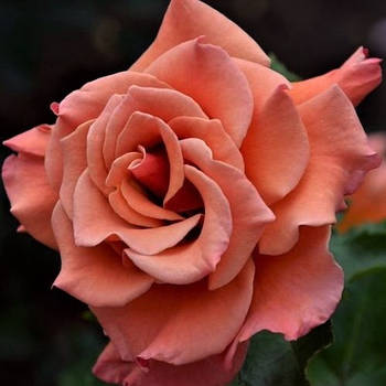 Саджанці троянди флорибунда Енн Хендерсон (Rose Ann Henderson)