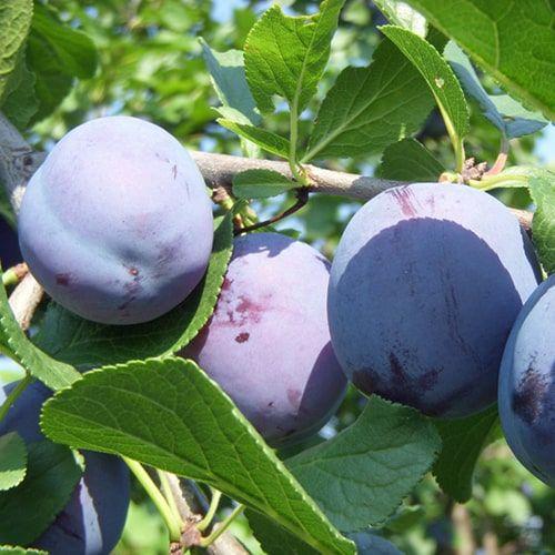 Саджанці Сливи Валор - пізнього строку, крупноплідна, солодка, фото 1