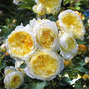 Саджанці англійської троянди Пілігрим (Rose Pilgrim)