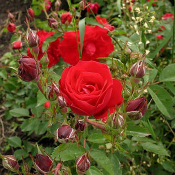 Саджанці мініатюрної троянди Ред Ельф (Red Elf)