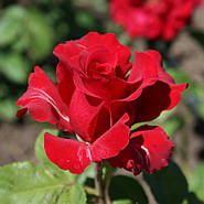 Саджанці чайно-гібридної троянди Сексі Ред (Red Rose Sexy), фото 3
