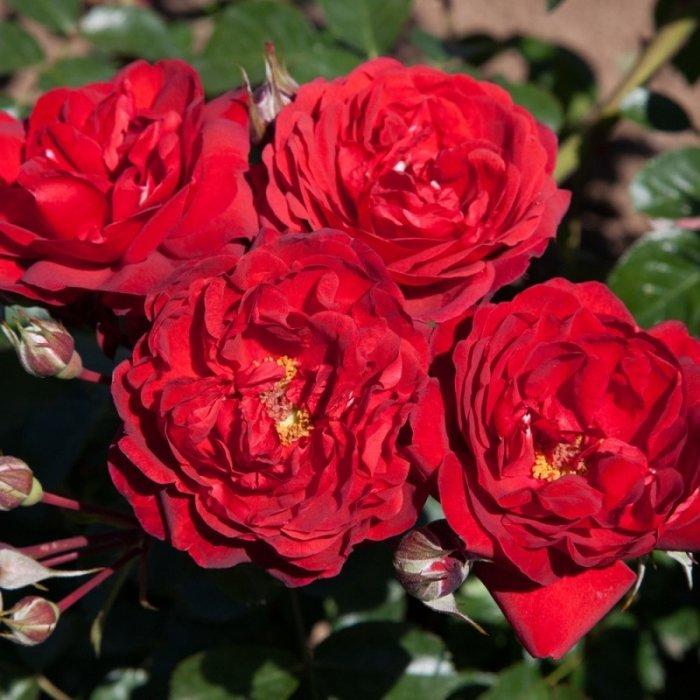 Саджанці троянди мініатюрної Скарлет Міні (Rose Scarlet Mini)