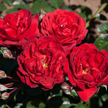 Саджанці троянди мініатюрної Скарлет Міні (Rose Scarlet Mini)