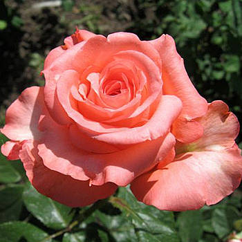 Саджанці чайно-гібридної троянди Нобіліс (Rose Nobilis)