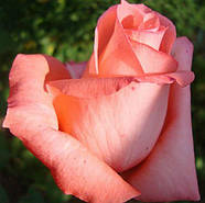 Саджанці чайно-гібридної троянди Нобіліс (Rose Nobilis), фото 3