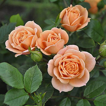 Саджанці бордюрної троянди Клементина (Rose Clementine)