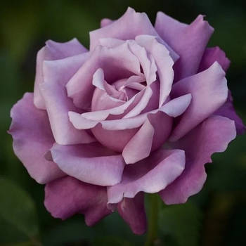 Саджанці кущової троянди Шарль де Голь (Rose Charles De Gaulle)