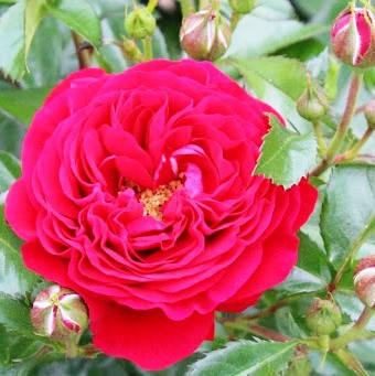 Саженецы мініатюрної троянди Ред Макарена (Rose Red Macarena)