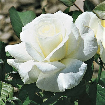 Саджанці спрей троянди Хонора (Rose Honora)