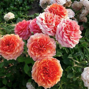 Саджанець бордюрної троянди Тереса (Rose Teresa)