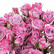Саджанці бордюрної троянди - Лавендер Кордана (Rose Lavender Kordana), фото 3