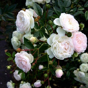 Саджанці ґрунтопокривної троянди Перль Меяндекор (Rose Perle Meillandecor)