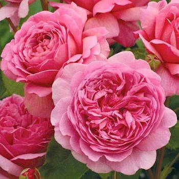 Саджанці англійської троянди  Гертруда Джекілл (Rose Gertrude Jekyll)