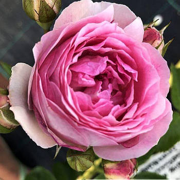 Саджанці троянди флорибунда Везаліус (Rose Vesalius)