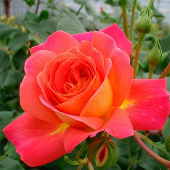 Саджанці троянди флорибунда Мітсаммер (Rose Midsummer)