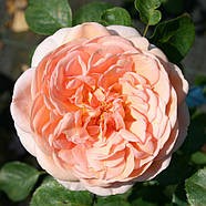 Саджанці кущової троянди Поль Бокюз (Rose Paul Bocuse), фото 3