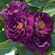 Саджанці кущової троянди Міднайт Блю (Rose Midnight Blue), фото 3
