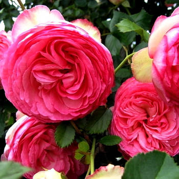 Саджанці троянди флорибунда Канді Рококо (Rose Candy Rokoko)