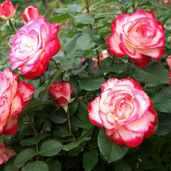 Саджанці троянди флорибунда Жюбиле дю Принц де Монако - Ювілей Принца Монако (Rose Jubile du Prince de Monaco)