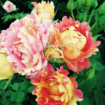 Саджанці троянди флорибунда Роз де Сістерсьен (Rose des Cisterciens)