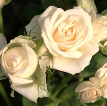 Саджанці спрей троянди Олеся (Olesya)