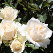 Саджанці чайно-гібридної троянди Мондиаль (Rose Mondiale), фото 3