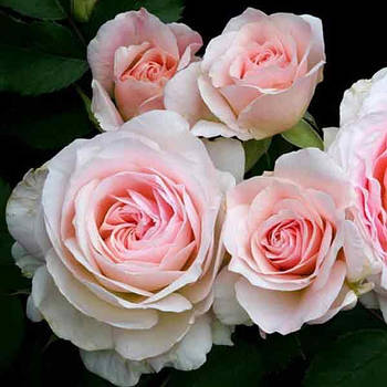 Саджанці кущової троянди Морден Блаш (Rose Morden Blush)