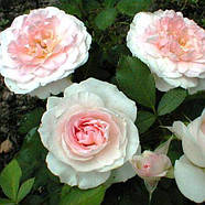 Саджанці кущової троянди Морден Блаш (Rose Morden Blush), фото 3