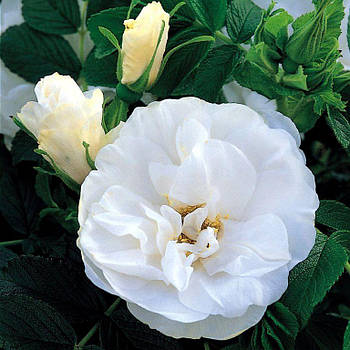 Саджанці кущової троянди Бланк Дабл Коуберт (Rose Blanc Double de Coubert)