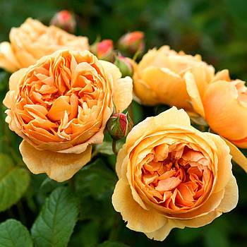 Саджанці англійської троянди Керолін Найт (Rose Carolyn Knight)