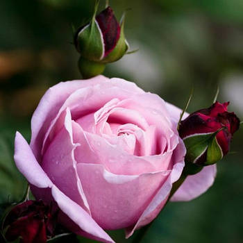 Саджанці кущової троянди Дітер Мюлер (Rose Dieter Muller)