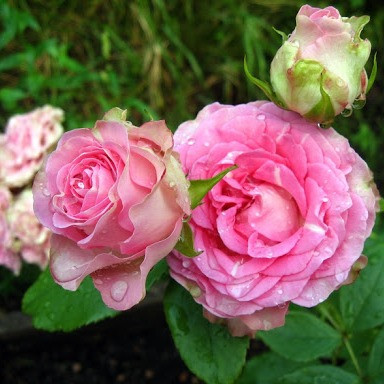 Саджанці кущової троянди Динара (Rose Dinara)