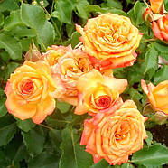 Саджанці троянди флорибунда Сонячна Дівчинка (Rose Solnechnaja Devochka), фото 3