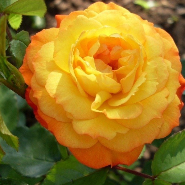 Саджанці троянди флорибунда Сонячна Дівчинка (Rose Solnechnaja Devochka)