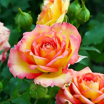 Саджанці троянди мініатюрної Соня (Rose Sonja)