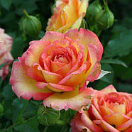 Саджанці троянди мініатюрної Соня (Rose Sonja), фото 3