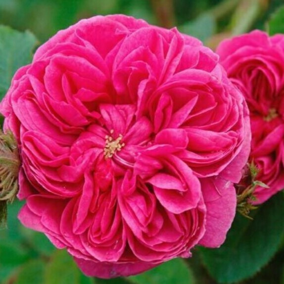 Саджанці Центифольної троянди (прованська, стопелюсткова) (Rosa Centifolia)