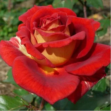 Саджанці чайно-гібридної троянди Клеопатра (Rose Kleopatra)