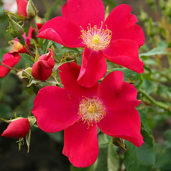 Саджанці ґрунтопокривної троянди Перпл Хейз (Rose Purple Haze)