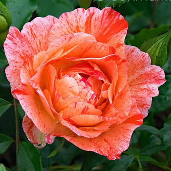 Саджанці троянди флорибунда Грімальді (Rose Grimaldi)