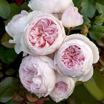 Саджанці троянди флорибунда Герцогиня Крістіана (Rose Herzogin Christiana)