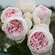 Саджанці троянди флорибунда Герцогиня Крістіана (Rose Herzogin Christiana), фото 3