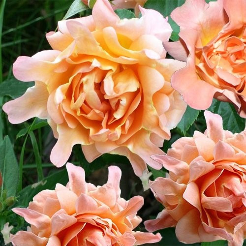 Саджанці троянди флорибунда Раффлс Дрім (Rose Ruffles Dream)