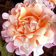 Саджанці троянди флорибунда Раффлс Дрім (Rose Ruffles Dream), фото 3