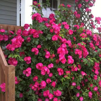 Саджанці канадської троянди Джон Кебот (John Cabot)