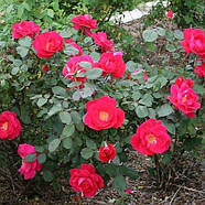 Саджанці канадської троянди Вінніпег Паркс (Rose Winnipeg Parks), фото 3