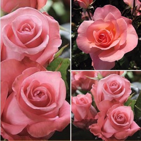 Саджанці чайно-гібридної троянди Ленні (Rose Lenis)
