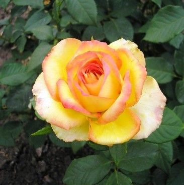 Саджанці чайно-гібридної троянди Висхідне Сонце (Rose Risinq Sun)
