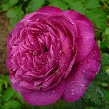 Саджанці ґрунтопокривної троянди Сублиме (Rose Sublime)