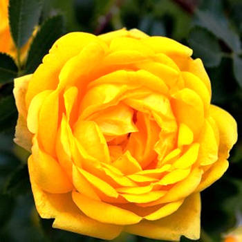 Саджанці паркової троянди Персіон Елоу (Persian Yellow)